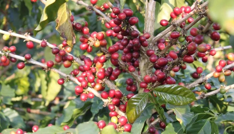 小果咖啡/阿拉比卡种(l.coffea arabica)